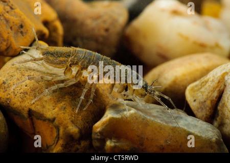 A water hog-louse, or water slater, (Asellus aquaticus) clambering over gravel. Stock Photo