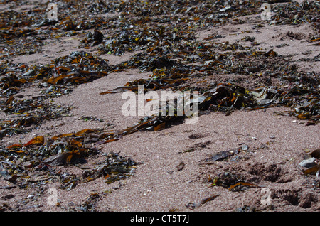 Seaweed on Paignton beacg, Devon, England. Stock Photo