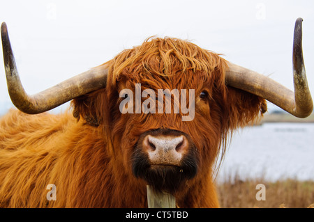 a highland cow (Bos primigenius f. taurus) used for habitat maintenance through Grazing at Oare Marshes Nature Reserve Stock Photo