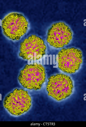 COXSACKIE VIRUS Stock Photo