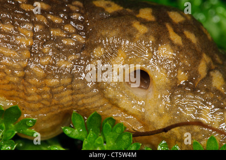 A close-up on the mantle and pneumostome (breathing hole) of a yellow slug (Limax flavus) slithering over vegetation