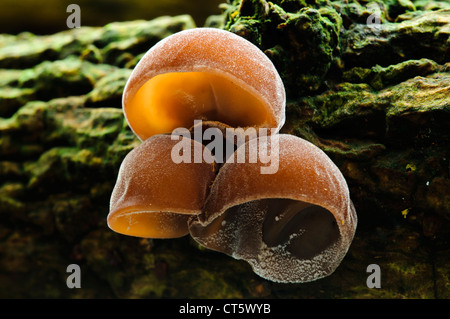 Jew's Ear, aka jelly ear, fungus (Auricularia auricula-judae) growing on a fallen tree at Sevenoaks Wildlife Reserve, Kent.