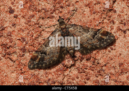 A newly emerged double-striped pug (Gymnoscelis rufifasciata) perched on a wall and waiting for its wings to dry. Stock Photo