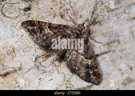 A newly emerged double-striped pug (Gymnoscelis rufifasciata) alighted on a birch tree in Belvedere, Kent. February. Stock Photo