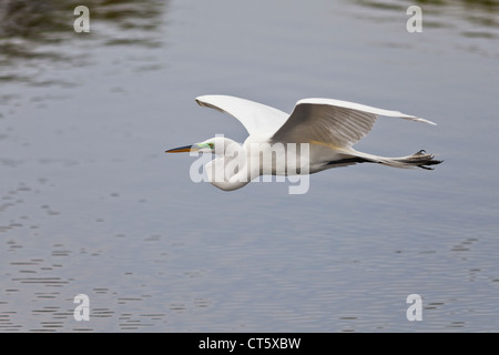 Great Egret in breeding plumage flying from nest to gather nesting material Stock Photo