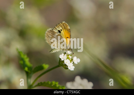 Dainty Sulphur Butterfly nectaring on white flowers in Rio Grande Valley, Texas Stock Photo