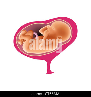 various presentation of fetus