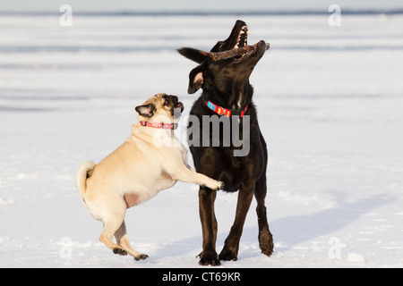 Pug dog trying to get a stick away from her sister playmate. Stock Photo