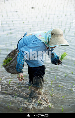 An elderly Japanese woman hand planting rice in a wet paddy field. Stock Photo