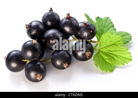 Branch of black currant on a white background. Stock Photo