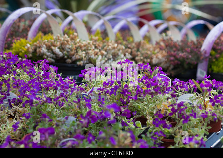 plants for sale in Garden Centre Scotland UK Stock Photo