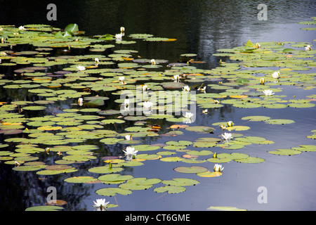 Water Lily Pads on Bruntis Loch in Galloway - Scotland Stock Photo