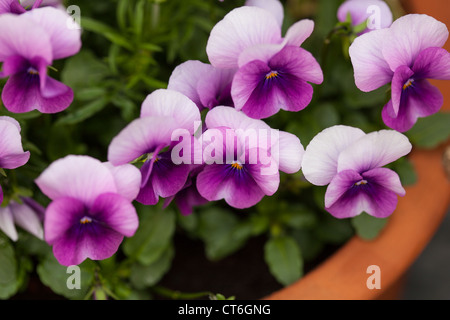 Pansy plants for sale in Garden Centre Scotland UK Stock Photo