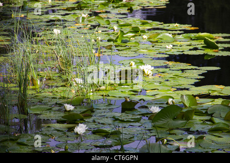 Water Lily Pads on Bruntis Loch in Galloway - Scotland Stock Photo