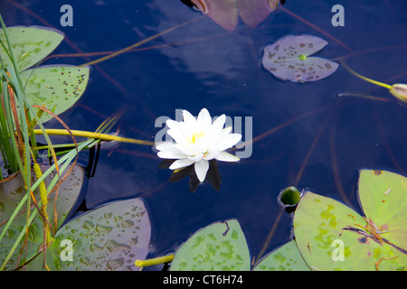 Water Lily Pads on Bruntis Loch in Galloway - Scotland Stock Photo