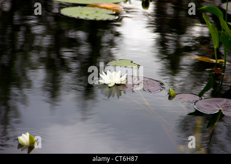 Water Lily Pads on Bruntis Loch in Galloway - Scotland Stock Photo