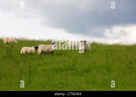 Blackfaced Sheep on Culvennan Fell in Galloway - Scotland Stock Photo