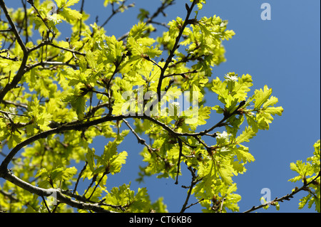 Young oak tree (Quercus robur) foliage backlit against against a blue spring sky Stock Photo
