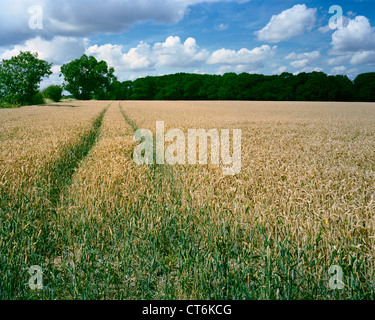 Wheel tracks in growing wheat Cambridgeshire England Stock Photo