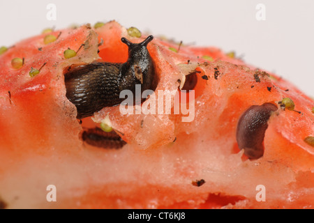 Strawberry fruit with slugs, slug damage and a woodlouse Stock Photo