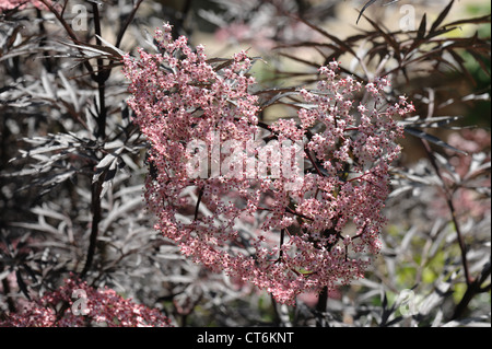 Black elder, Sambucus nigra 'Black Lace' pink flowers with fine black foliage Stock Photo