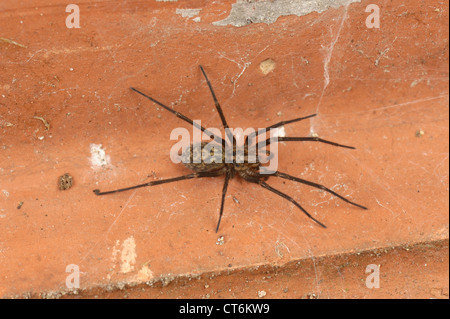 Male house spider (Tegenaria domestica) under a roof tile in the garden during summer