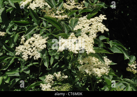 Flowers of wild elder tree Sambucus nigra Stock Photo