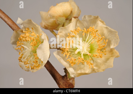 Pale yellow cream flower on a kiwifruit vine Stock Photo