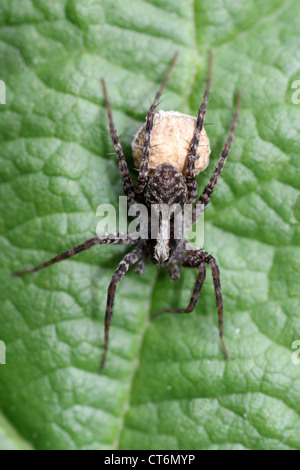 Female Wolf Spider Pardosa sp. Carrying Egg Sac Stock Photo