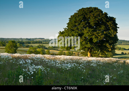 A mature Oak tree growing amongst a meadow of Ox-Eye Daisies with rolling wooded countryside beyond, Northamptonshire, England Stock Photo