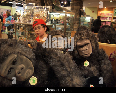 Boy looks at stuffed toy gorillas at the Bronx Zoo gift shop, Bronx, New York, USA, April 18, 2012, © Katharine Andriotis Stock Photo