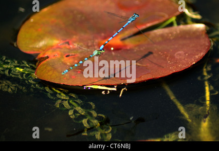 common blue Damsel flies in flight Stock Photo