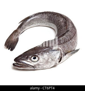 Hake fish (Merluccius merluccius) whole (2.2 kg) isolated on a white studio background. Stock Photo