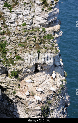 Gannets nesting on Bempton Cliffs Stock Photo