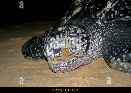 Leatherback sea turtle (Dermochelys coriacea), female laying eggs ...