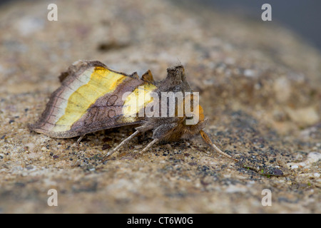 Burnished Brass Moth; Diachrysia chrysitis; UK Stock Photo
