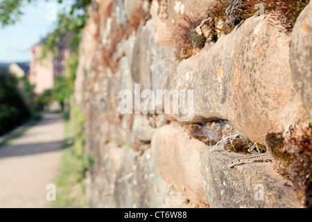 Common Wall Lizard; Podarcis muralis; Jaca; Spain Stock Photo