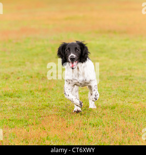 A 5 month old young English Springer Spaniel dog running in a field showing movement Stock Photo
