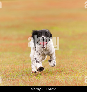 A 5 month old young English Springer Spaniel dog fetching a ball showing movement Stock Photo