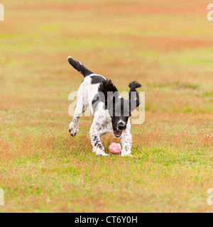 A 5 month old young English Springer Spaniel dog fetching a ball showing movement Stock Photo