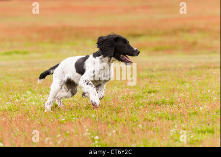 A 5 month old young English Springer Spaniel dog running in a field showing movement Stock Photo