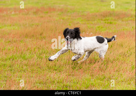 A 5 month old young English Springer Spaniel dog running in a field showing movement Stock Photo