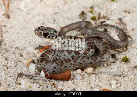 coluber constrictor