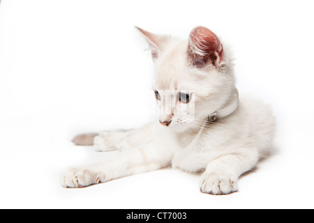 A Siamese kitten lays down in a portrait with a white background Stock Photo