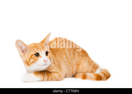 An orange tabby domestic shorthair cat with iris melanosis ...