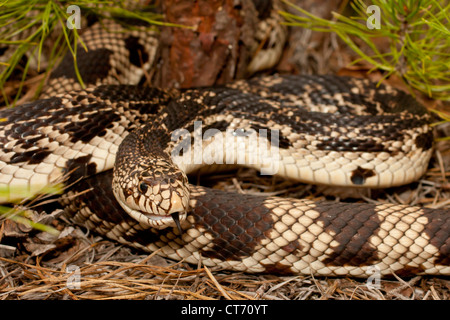 Northern pine snake (Pituophis melanoleucus) Stock Photo