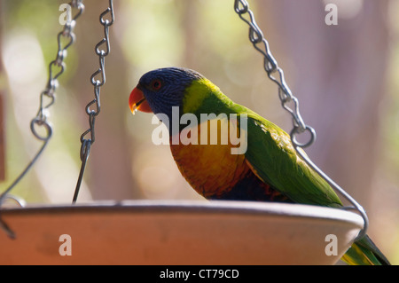 A Rainbow Lorikeet feeding from a bird tray in Queensland, Australia Stock Photo