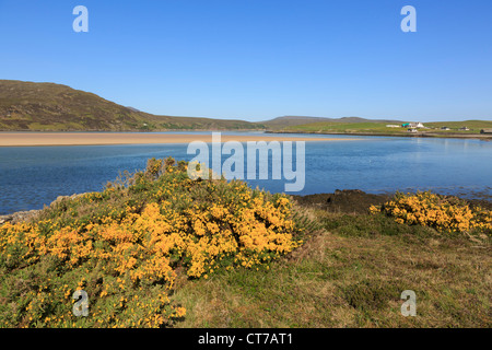 View to the Kyle of Durness with yellow Gorse flowers in summer at Keoldale Green, Sutherland, Scotland, UK, Britain Stock Photo