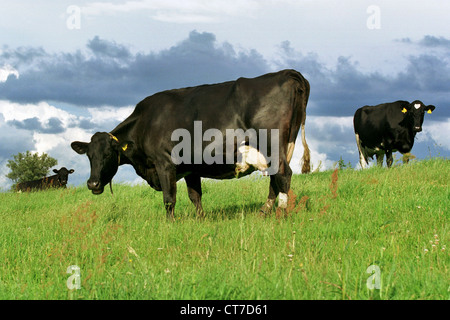 Mecklenburg cows on the pasture Stock Photo