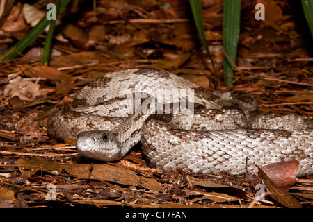 Gray Rat Snake (Elaphe obsoleta spiloides) Stock Photo